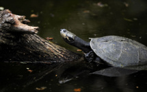 Venezuela: une réserve naturelle marine souillée par des nappes de pétrole