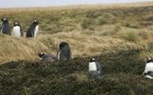 Un colis sous les 40e rugissants, la magie d'une Poste au bout du monde