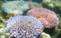 A Monaco, une plongée virtuelle saisissante dans les récifs coralliens d'Australie