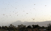 Une phéromone irrésistible à l'origine des nuées de criquets