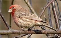 Les oiseaux se cachent pour ne pas mourir