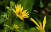 Le renouveau de la silphie, plante écologique et résistante à la sécheresse