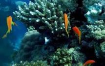Le génome du corail dans le viseur de chercheurs australiens et saoudiens