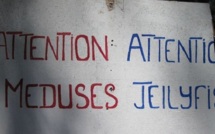 Attention  aux  méduses à la pointe Vénus