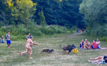 A Berlin, un sanglier "voleur" de laptop dans le viseur des chasseurs