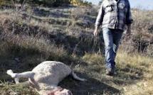 Dans le haut pays grassois, lutte à mort entre loups et bergers