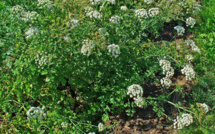 Décès lors d'un stage de survie: Un Polynésien en détention provisoire