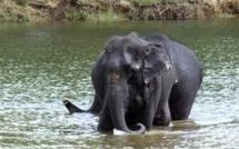 Trois éléphants menacés d'extinction tués "par vengeance"