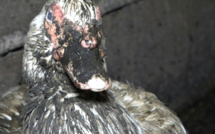 L214 cible un élevage "révoltant" de canards reproducteurs pour foie gras en Béarn