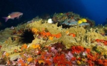 Vers une aire marine protégée aux Marquises