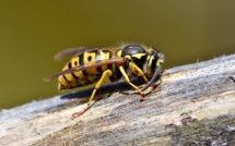 Les guêpes, des "mal-aimées" pourtant bien utiles