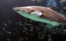 Paris veut accélérer sur la protection de la biodiversité en haute mer