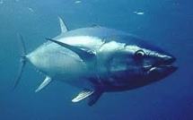 Thon rouge: les ONG toujours en croisade contre la pêche illégale