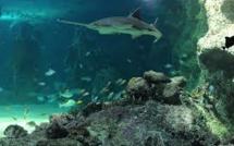 L'Australie crée le plus vaste réseau au monde de réserves marines