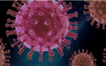 Comment fonctionne le système immunitaire ?