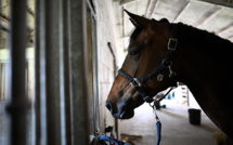 Le président d'un refuge agressé après la mutilation de ses animaux