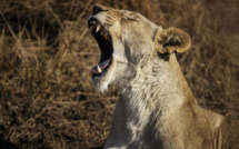 Un éleveur de lions sud-africain tué par un de ses félins