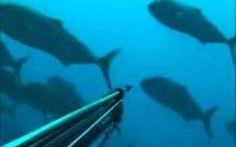 Noyade d'un pêcheur apnéiste