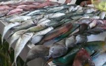 Pêche : 2011 confirme une reprise des exportations
