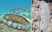 ​Le commerce interdit des "rori titi"