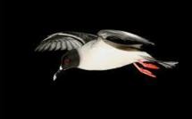 Climat: une équipe russe a trouvé des oiseaux inhabituels dans l'Arctique