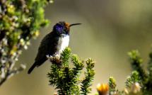 Equateur: un colibri émerveille la science avec son chant de contre-ténor