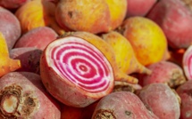 Les dérogations pour les insecticides néonicotinoïdes seront réservées à la betterave