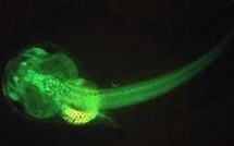 Des tétards fluorescents pour surveiller les effluents des hôpitaux