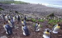 Dans les îles australes, des millions de manchots et une molécule inattendue