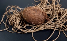 Cocorig : la fibre de coco pour sortir du lagon des kilomètres de plastique