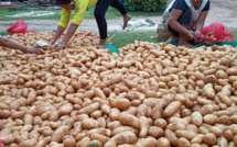 ​Les Australes gardent la patate