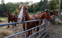 Chevaux mutilés: le suspect arrêté lundi mis hors de cause