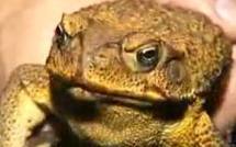 Australie: des saucisses de crapauds buffle pour éviter les empoisonnements