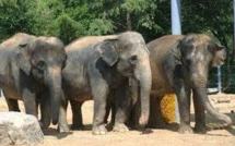 Un zoo néerlandais donne gratuitement 4 éléphants belliqueux