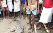 En Inde, un village prend un crocodile en otage