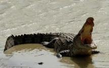 Un crocodile emporte un enfant de 12 ans en Australie