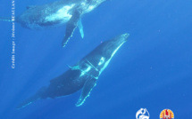 Deux baleines entravées par des cordes