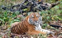 Thaïlande: chasse au tigre après une deuxième attaque mortelle