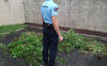 Paea: Encore une saisie de Paka