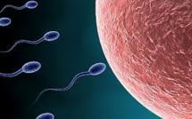 Le spermatozoïde français se fait rare: mode de vie et environnement en accusation