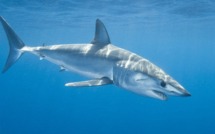 Le mako, un requin protégé comme les autres