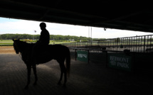 Un poney abattu par balle dans le Tarn