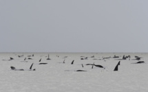 Australie: hécatombe de "dauphins-pilotes" coincés dans une baie