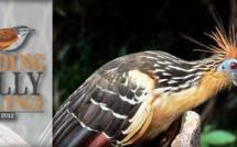 Au coeur du Pérou, des ornithologues venus d'ailleurs donnent libre cours à leur passion