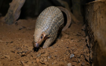Le Vietnam durcit la lutte contre le trafic de pangolins