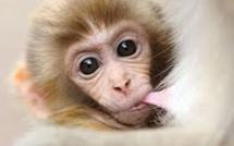 Canada: un bébé singe en fuite devient une célébrité sur internet