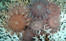 Le Khaled bin Sultan Living Oceans Foundation termine  son second projet de recherche en Polynésie française