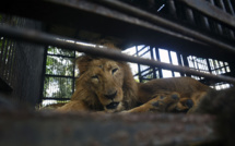 Les fauves vont bientôt quitter la piste aux étoiles