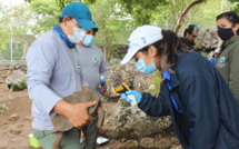 36 tortues des Galapagos réintroduites dans leur milieu naturel