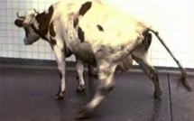 Vache folle: Chine et Afrique du Sud suspendent leurs importations de viande bovine du Brésil